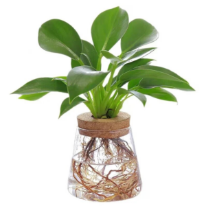 Glas & Kurk Trapezium